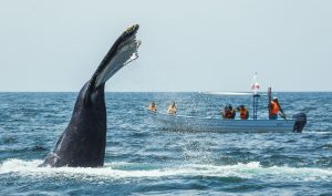  Whales watching in Bucerias Mexico 
