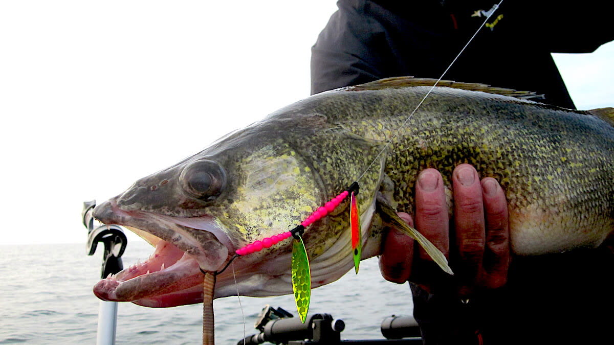 My Top Spoons for Ice Fishing BIG Walleye!! 