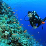 Scuba Diver And Coral Reef