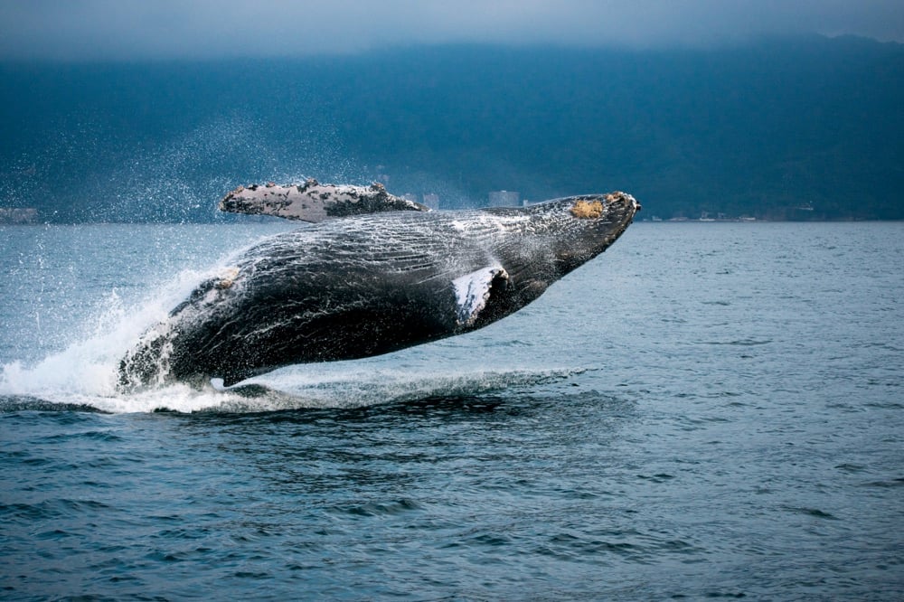 Best Time To Dive In Puerto Vallarta