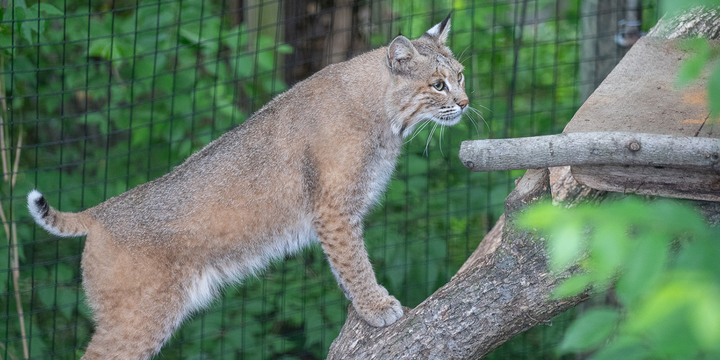 Bobcats