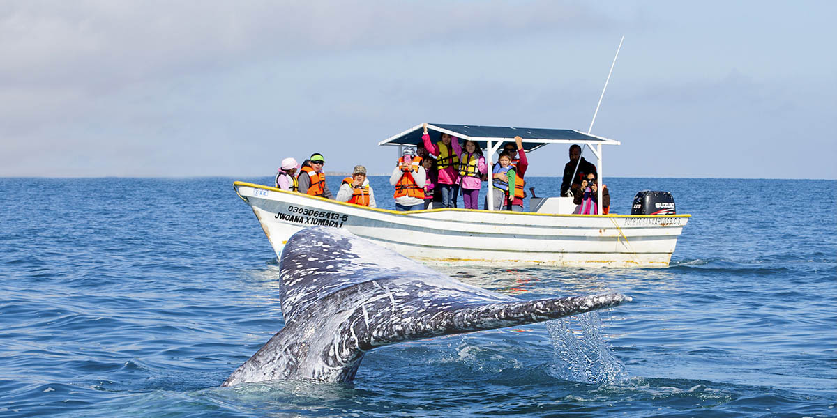 Whale Watching Species Puerto Vallarta