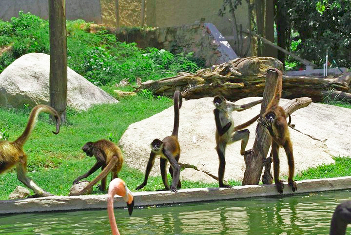 Puerto Vallarta Zoo Other Species