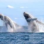 Puerto Vallarta Whale Watching A Majestic Encounter