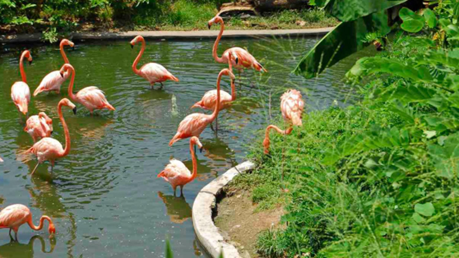 Puerto Vallarta Zoo Overview