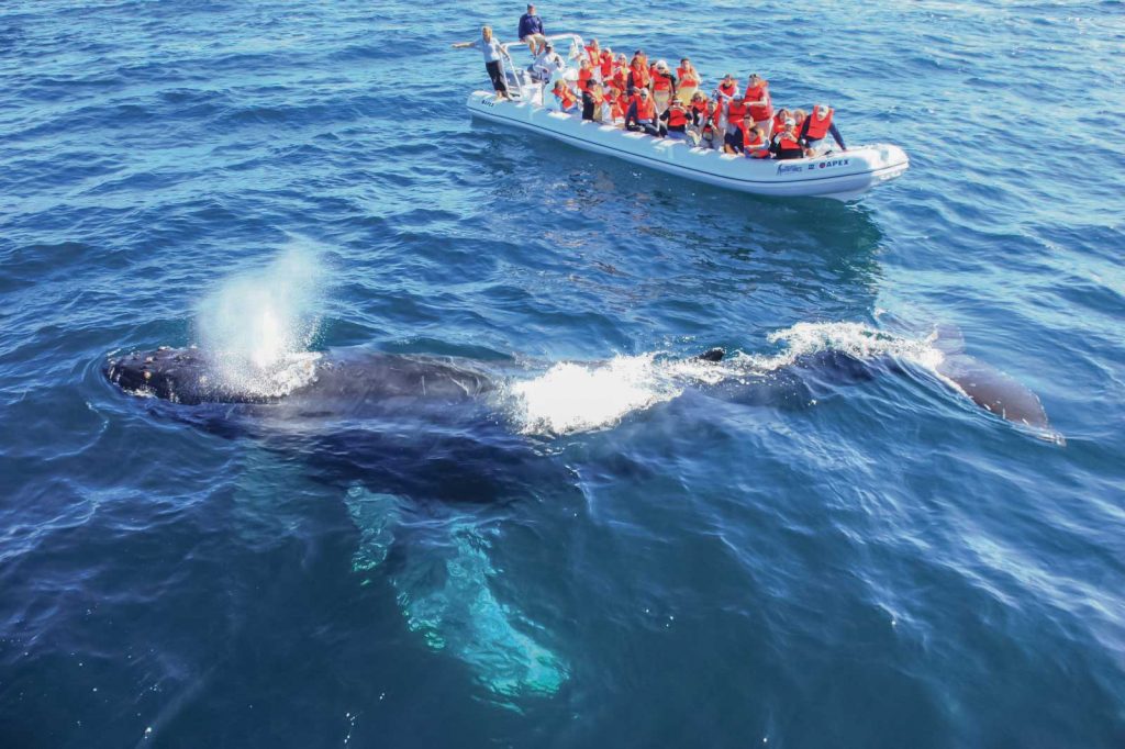 The Best Time For Whale Watching In Puerto Vallarta