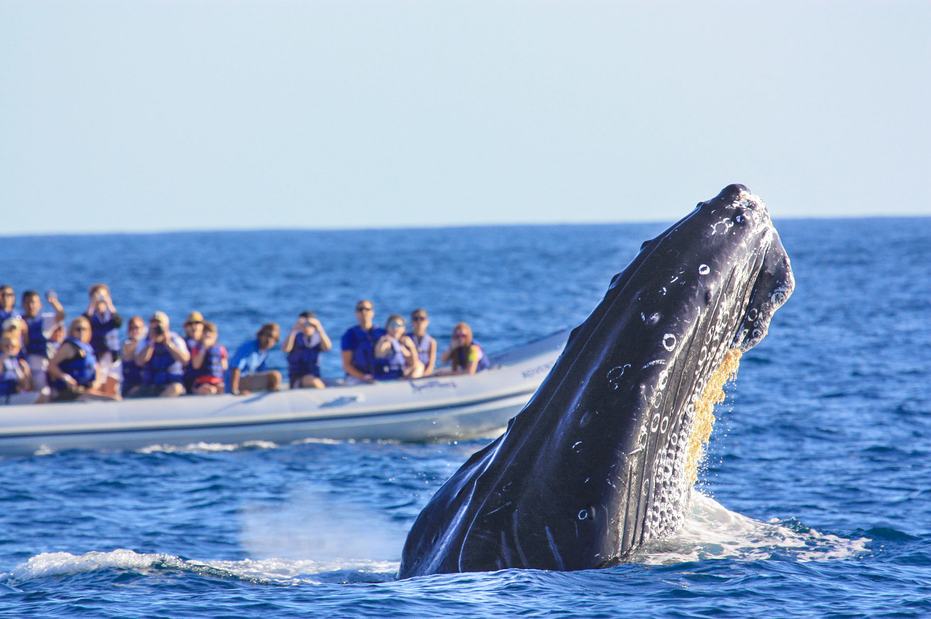 The Experience Of Whale Watching Puerto Vallarta