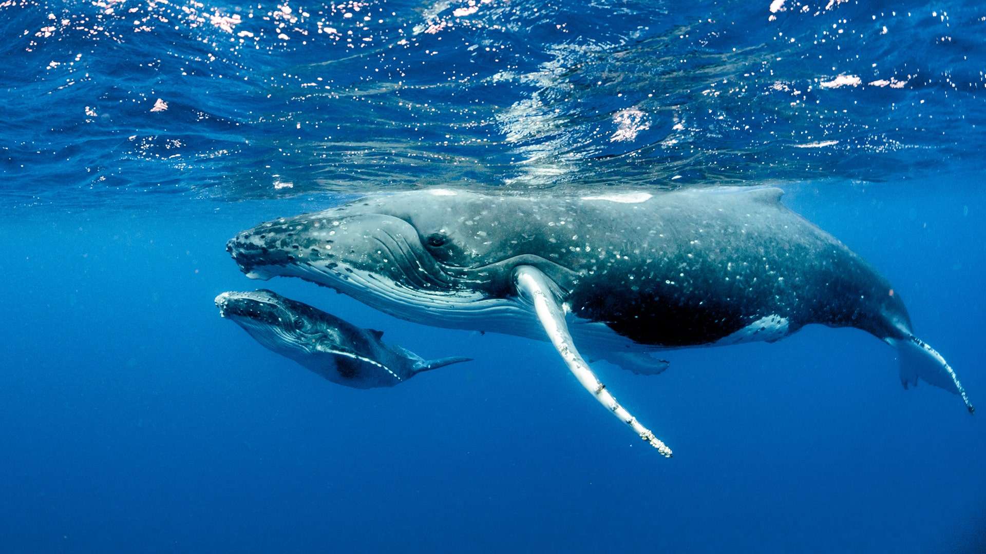 Whale Migration To Mexico
