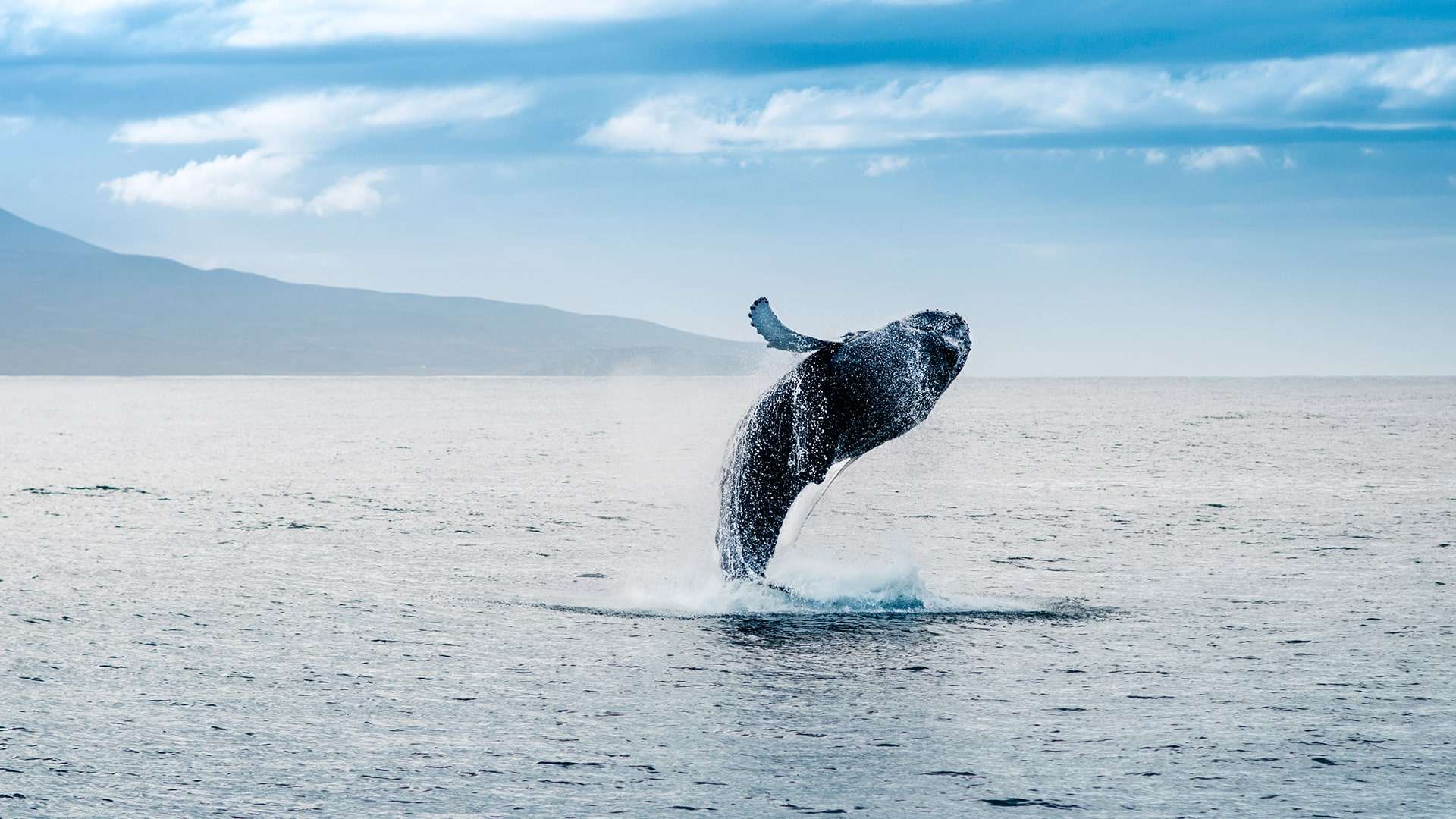 Whale Watching Season Puerto Vallarta