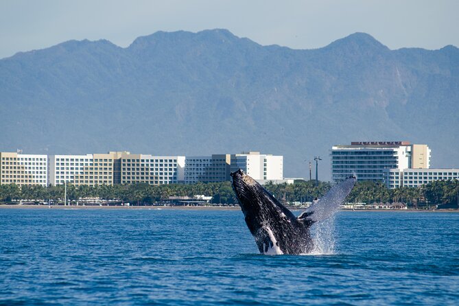 Best Time To Visit Puerto Vallarta 