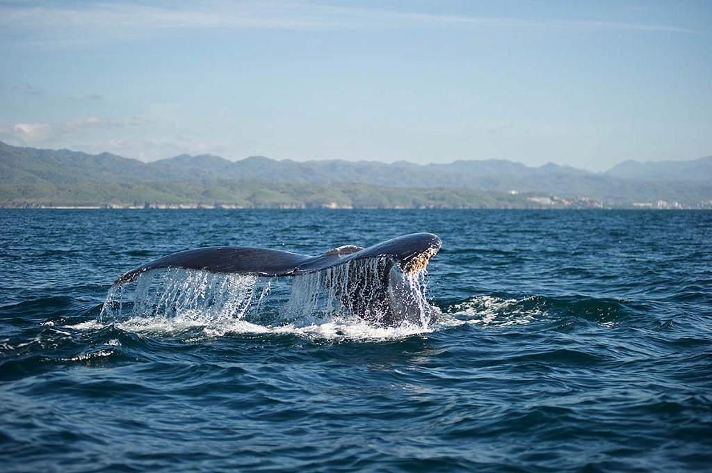 Whale Watching Best Of Puerto Vallarta