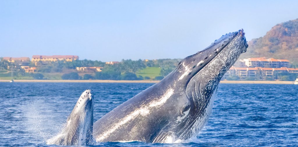 Can You See Whales In Nuevo Vallarta?